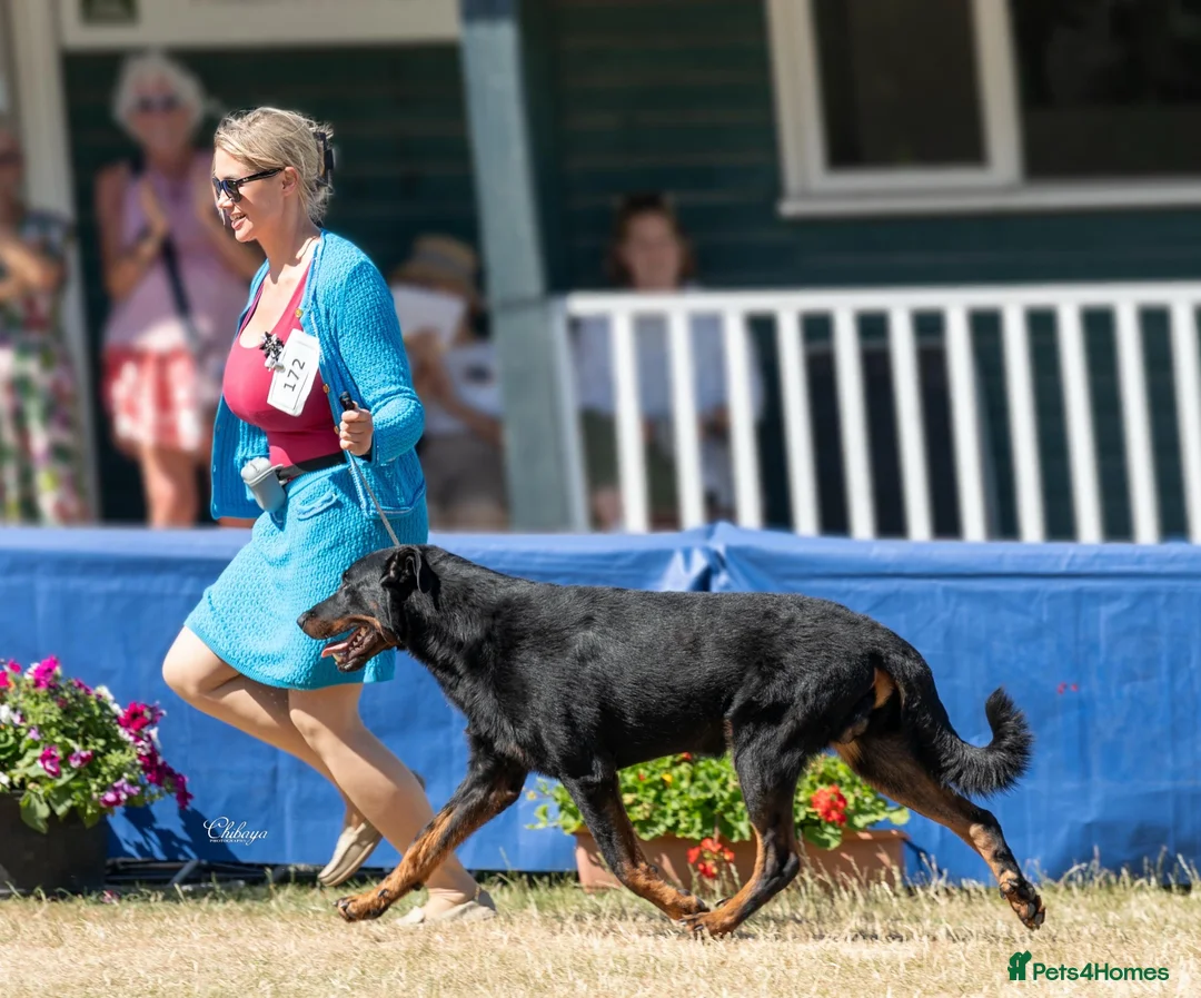 Beauceron dogs for sale: Health tested KC registered beauceron - Advert 16