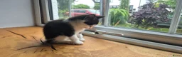 Mixed Breed cats for sale: Black and white kitten  in Bude - Advert 2