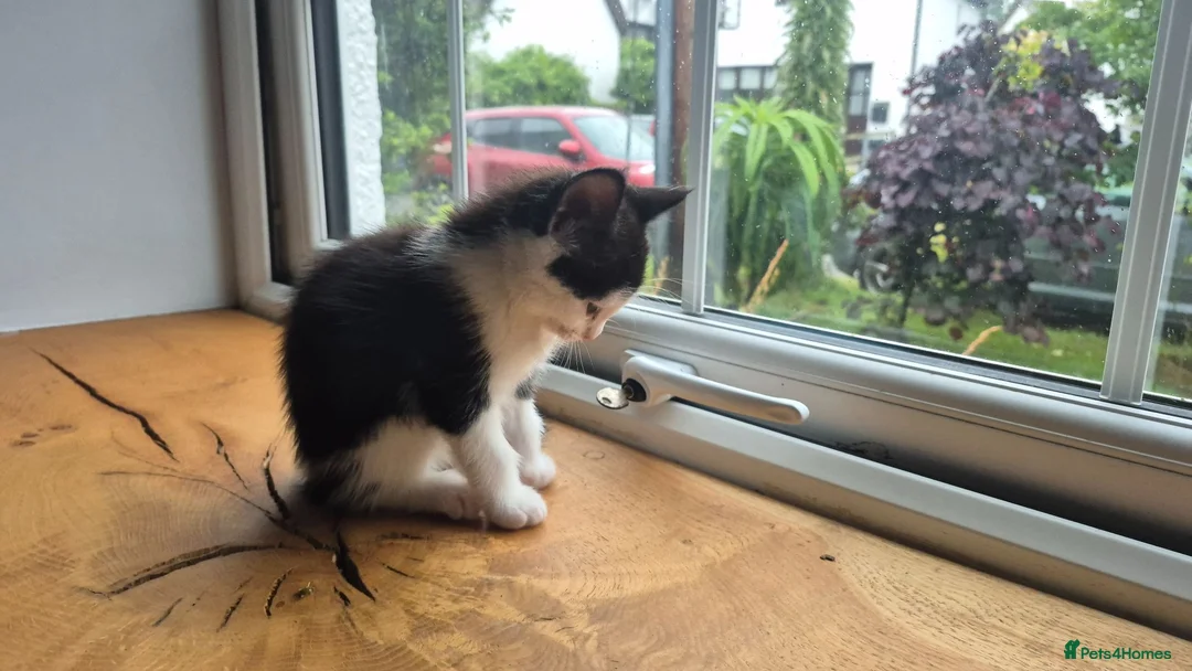 Mixed Breed cats for sale: Black and white kitten  in Bude - Advert 2