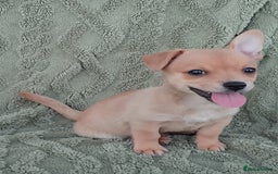 Chiweenie dogs for sale: Chiweenie - Image 6