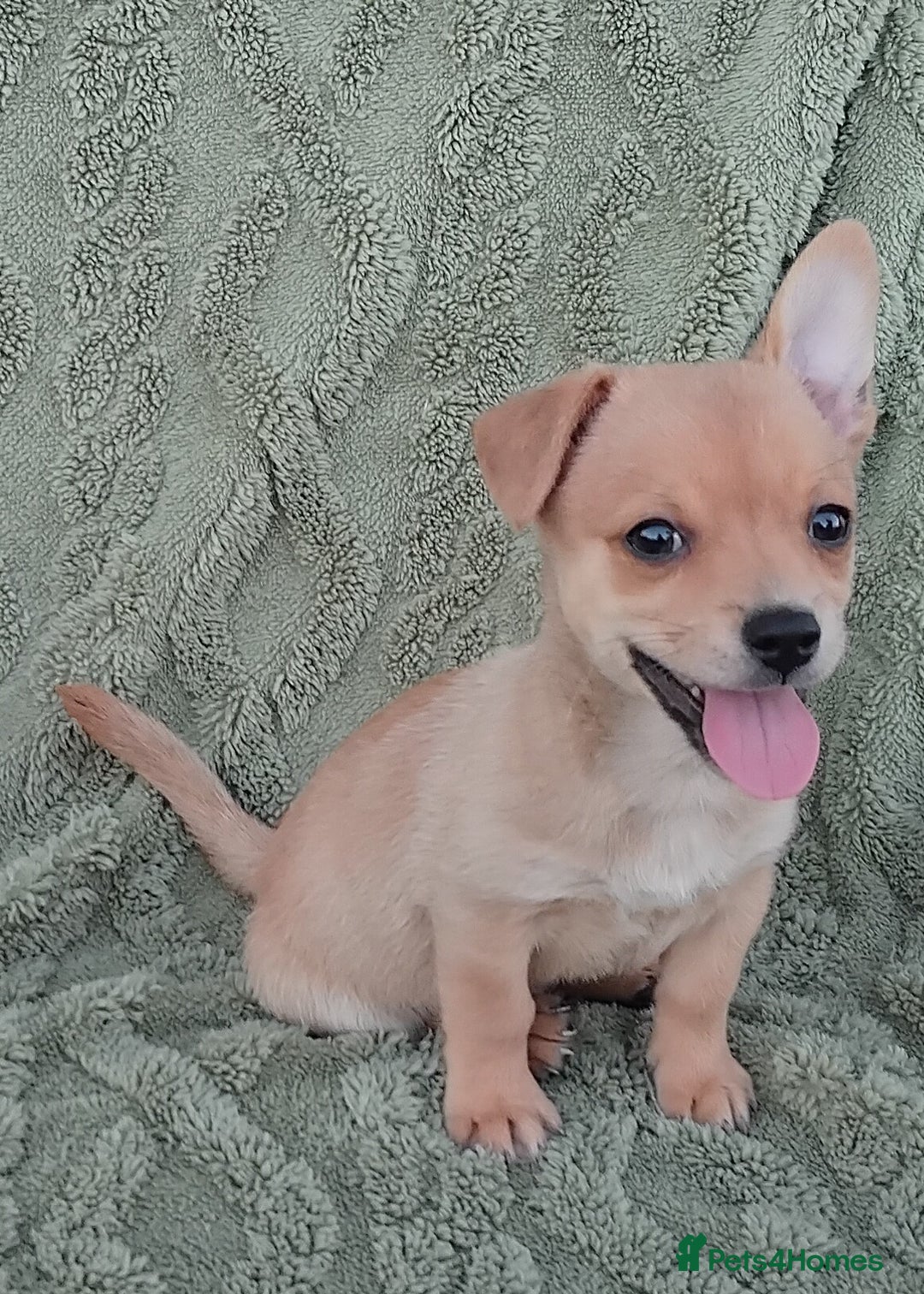 Chiweenie dogs for sale: Chiweenie - Image 6