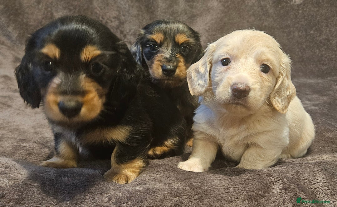 Miniature Dachshund dogs for sale: 3 adorable long hair miniature dachshund boys - Advert 2