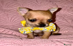 Chihuahua dogs for sale: Chihuahua pup  - Image 4