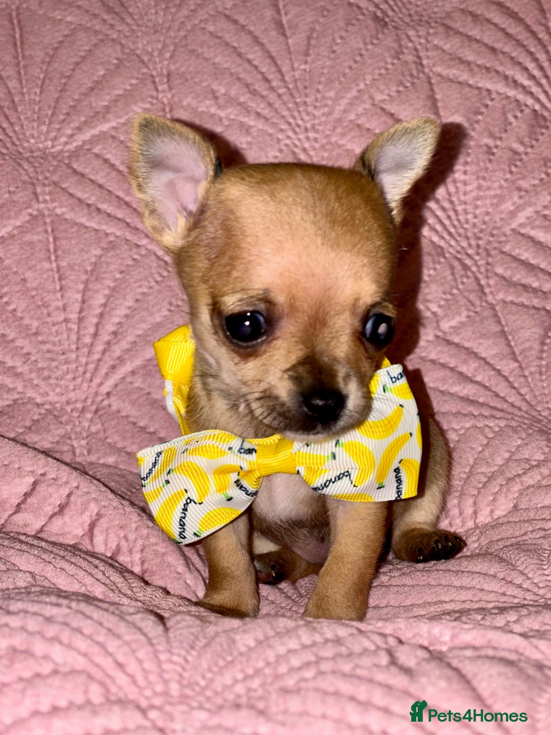 Chihuahua dogs for sale: Chihuahua pup  - Image 4