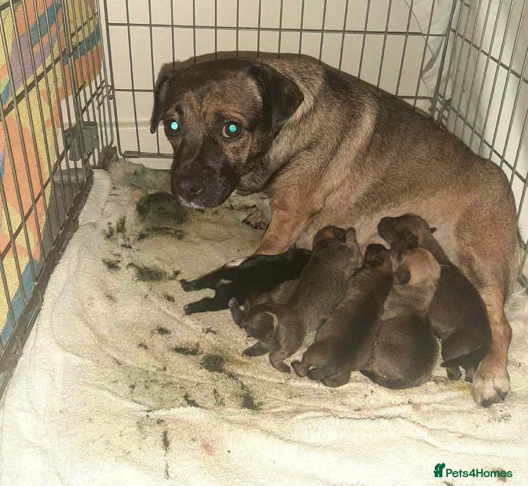 Jug dogs for sale: Reggie  - Advert 3