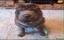 Shar Pei dogs for sale: Bear coat shar pei rehoming needed  - Image 6