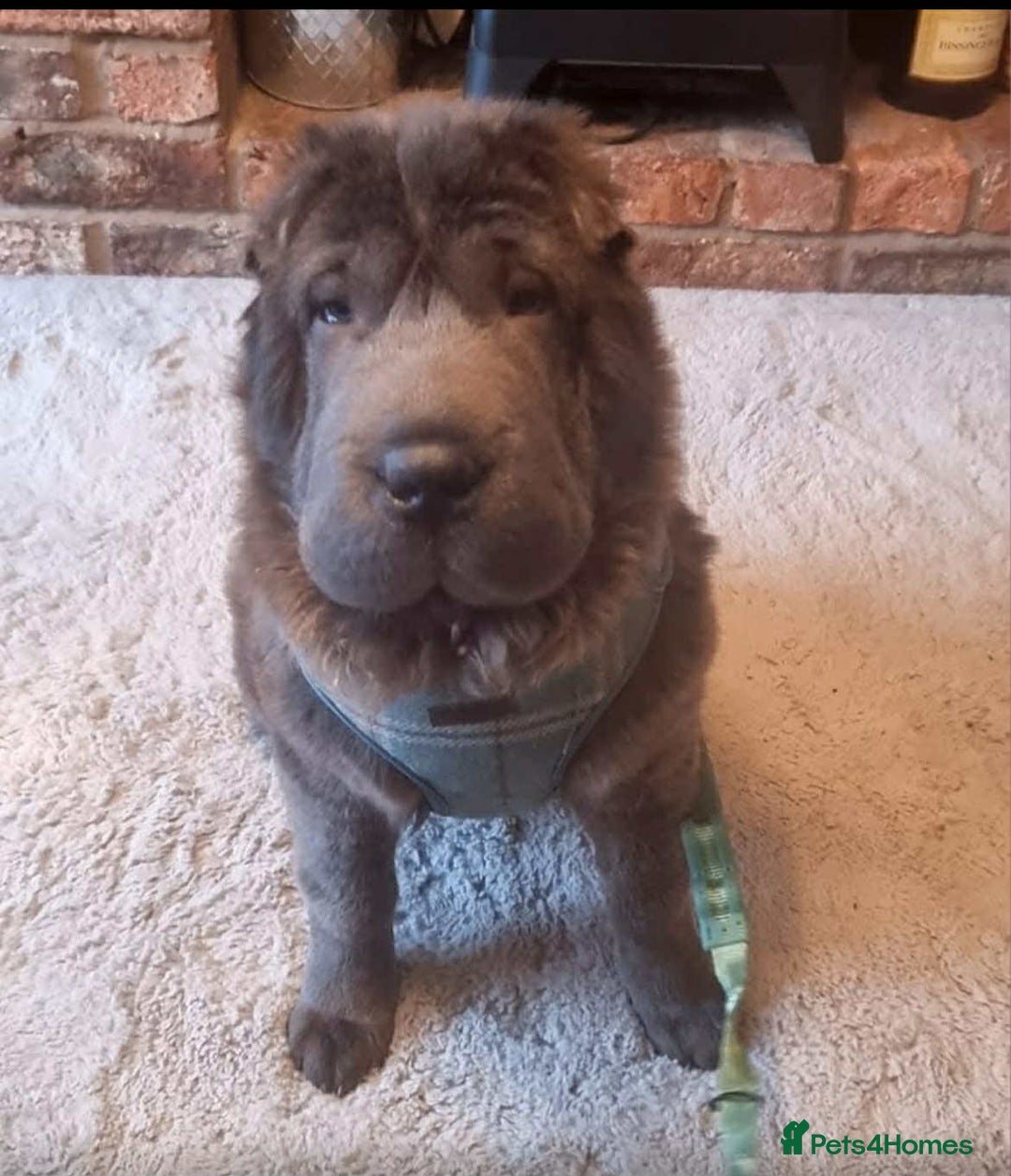 Shar Pei dogs for sale: Bear coat shar pei rehoming needed  - Image 6