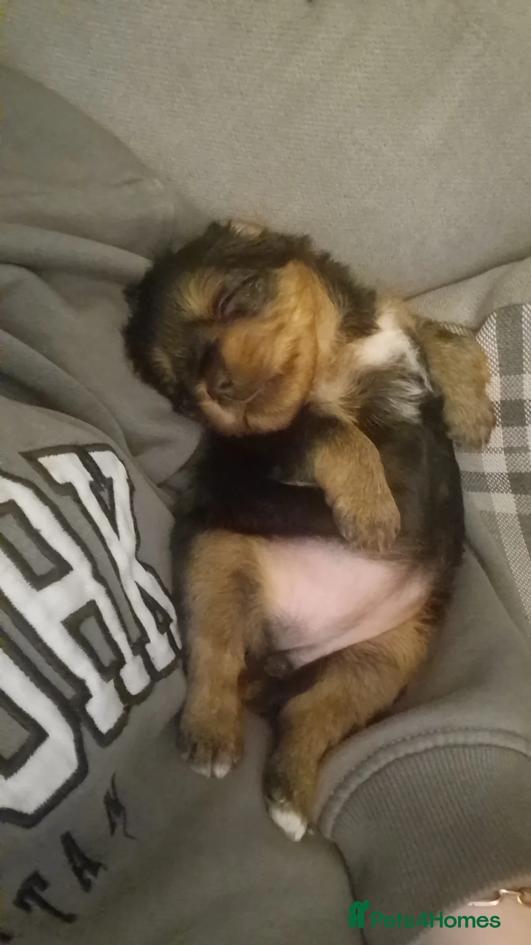 Yorkshire Terrier dogs for sale: Beautiful yorkshire terrier puppies for sale  - Advert 10