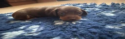 Miniature Dachshund dogs for sale: Beautiful kc registered miniature dachshunds  - Advert 15