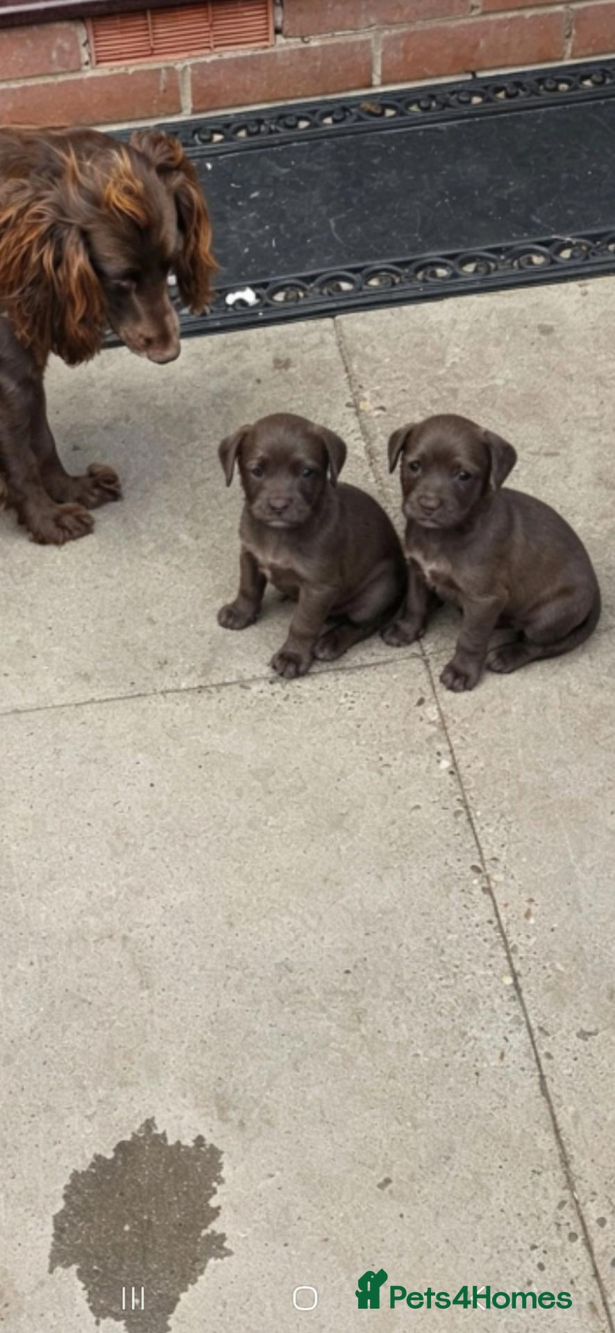 Mixed Breed dogs 1 male & 1 female cockerdale pups - Advert 5
