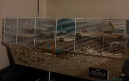 Gerbil rodents for sale: Male gerbil with cage  - Advert 3