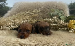 Dachshund dogs for sale: Stunning miniature wire dachshunds  - Image 11