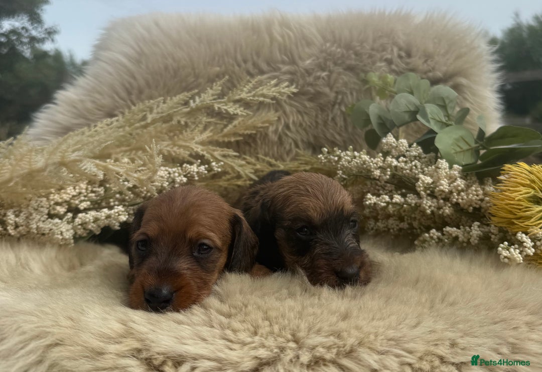 Dachshund dogs for sale: Stunning miniature wire dachshunds  - Image 11