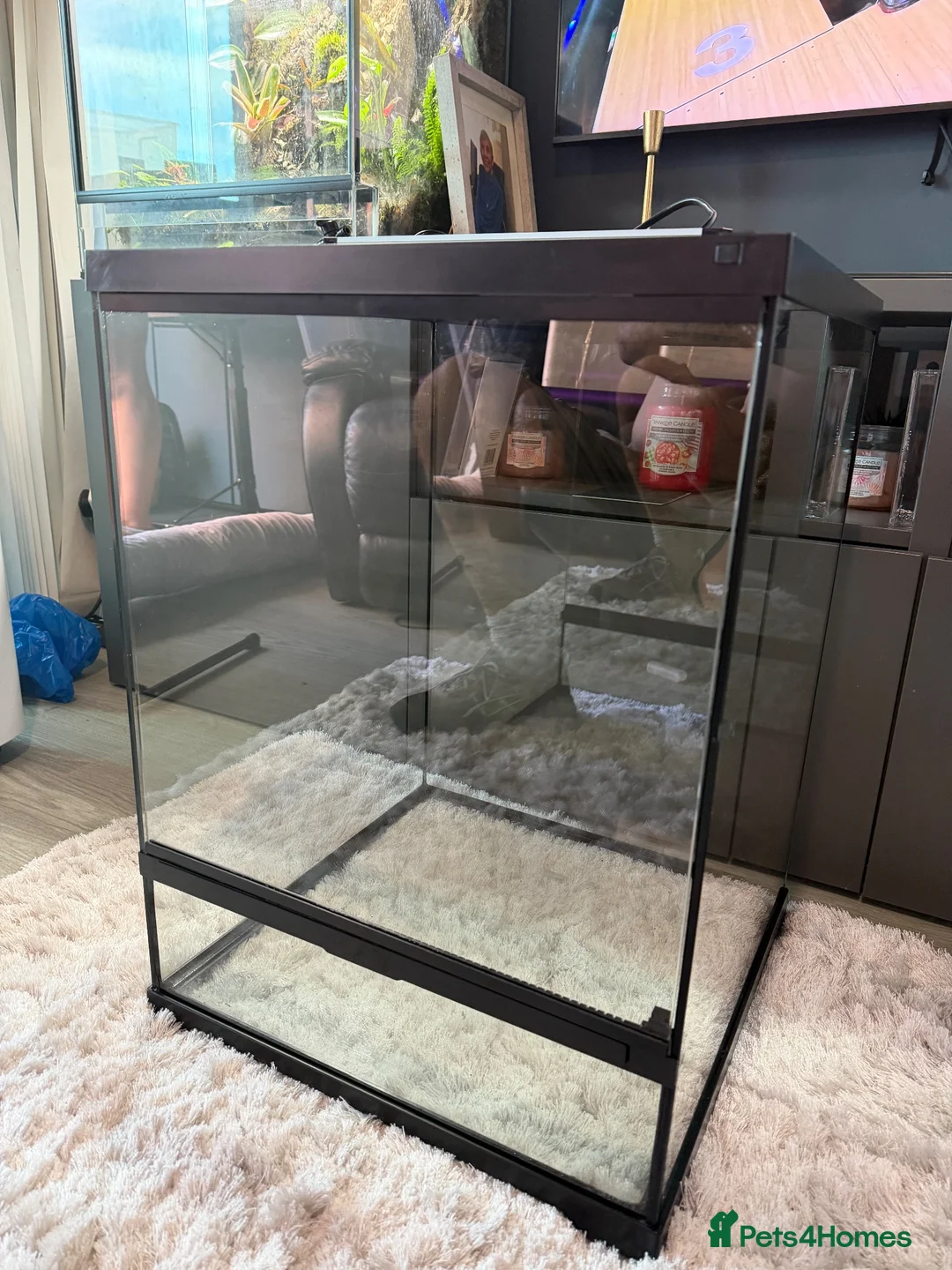 Mixed Breed reptiles for sale: Exo tera pro  - Advert 4