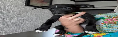 Lurcher 5