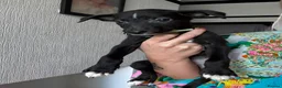 Lurcher dogs for sale: Lurcher puppies M/F  - Advert 4