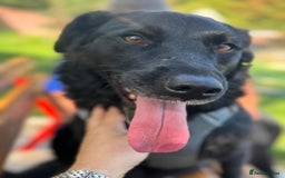 Mixed Breed dogs for adoption: Gina  in Ashford - Image 13