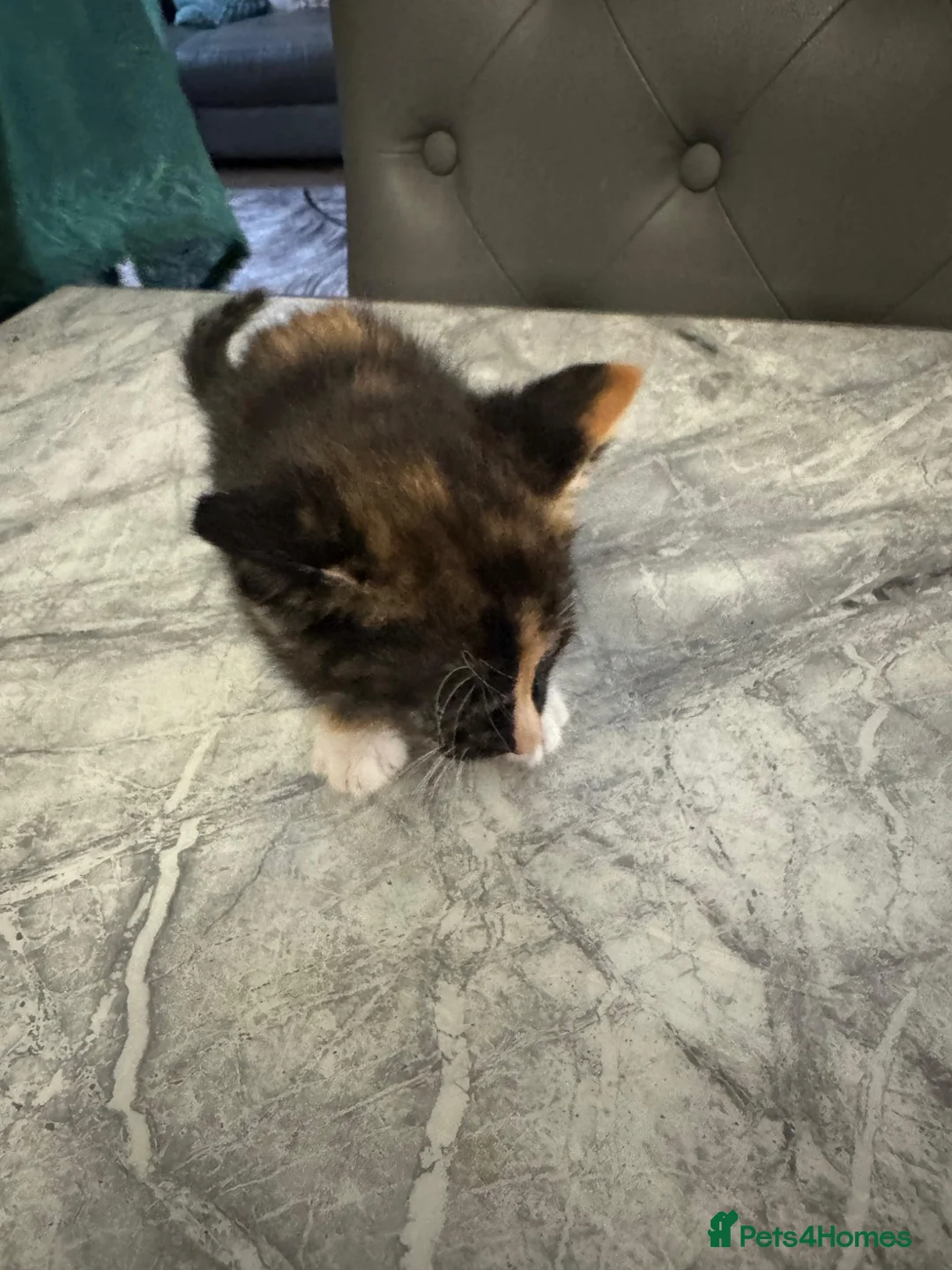 Mixed Breed cats for sale: Kittens (litter of 5) looking for a loving home in Dagenham - Advert 2