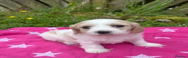Cavachon Puppy 5