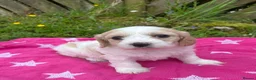 Cavachon dogs for sale: Cavachon puppies - Advert 7