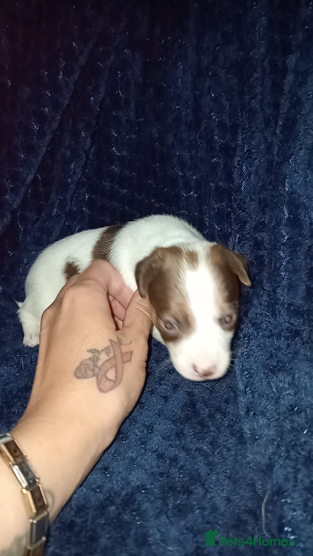 Patterjack dogs for sale: Patterjack/jackrussel - Image 12