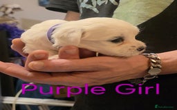 Maltese dogs for sale: Adorable Maltese puppies - Image 10
