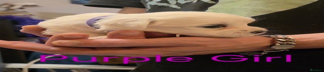 Little Purple Girl 