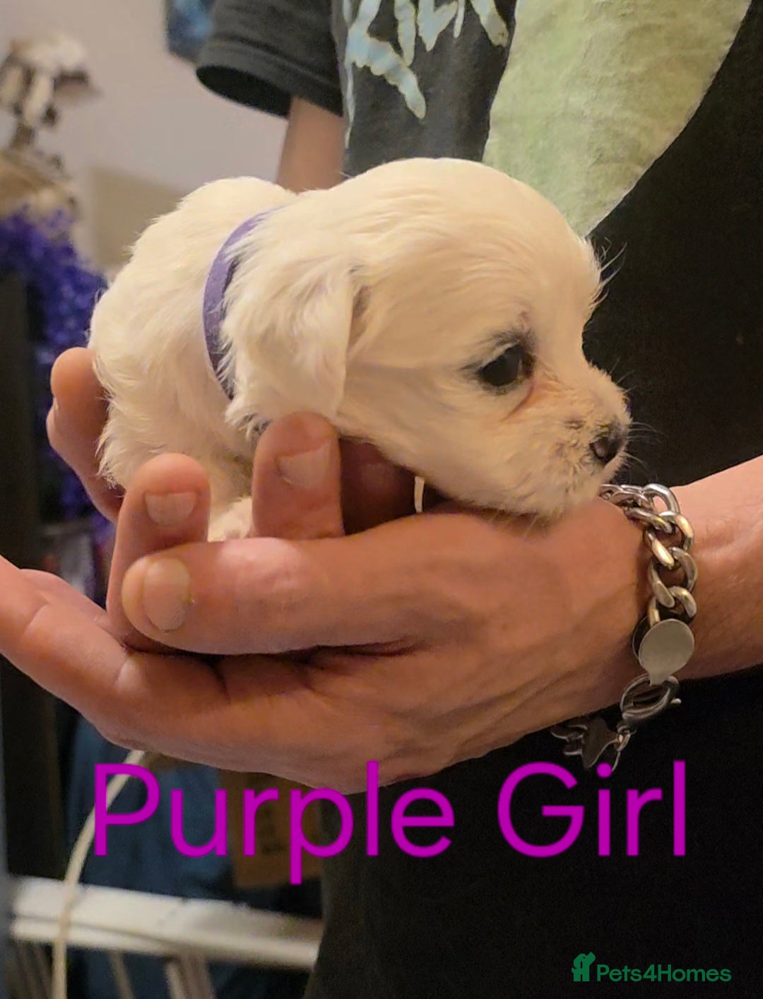 Maltese dogs for sale: Adorable Maltese puppies - Image 10