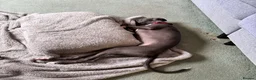 Whippet dogs for sale: Beautiful Blue 28 week old whippet sisters💞£1800  - Advert 15