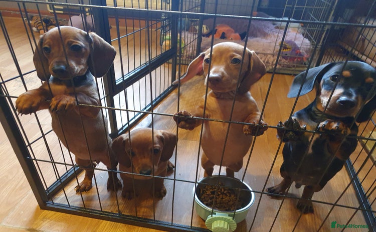 Miniature Dachshund dogs - Advert 9