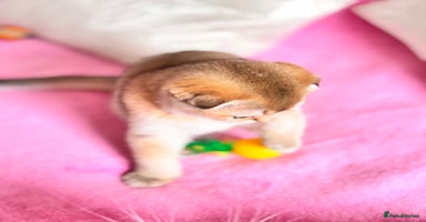 Scottish Fold cats - Advert 6