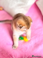 Scottish Fold cats - Advert 4