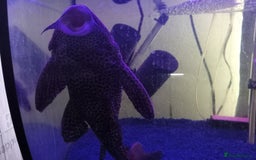 Plecos fish for sale: 2 friendly very large pkecos - Image 4