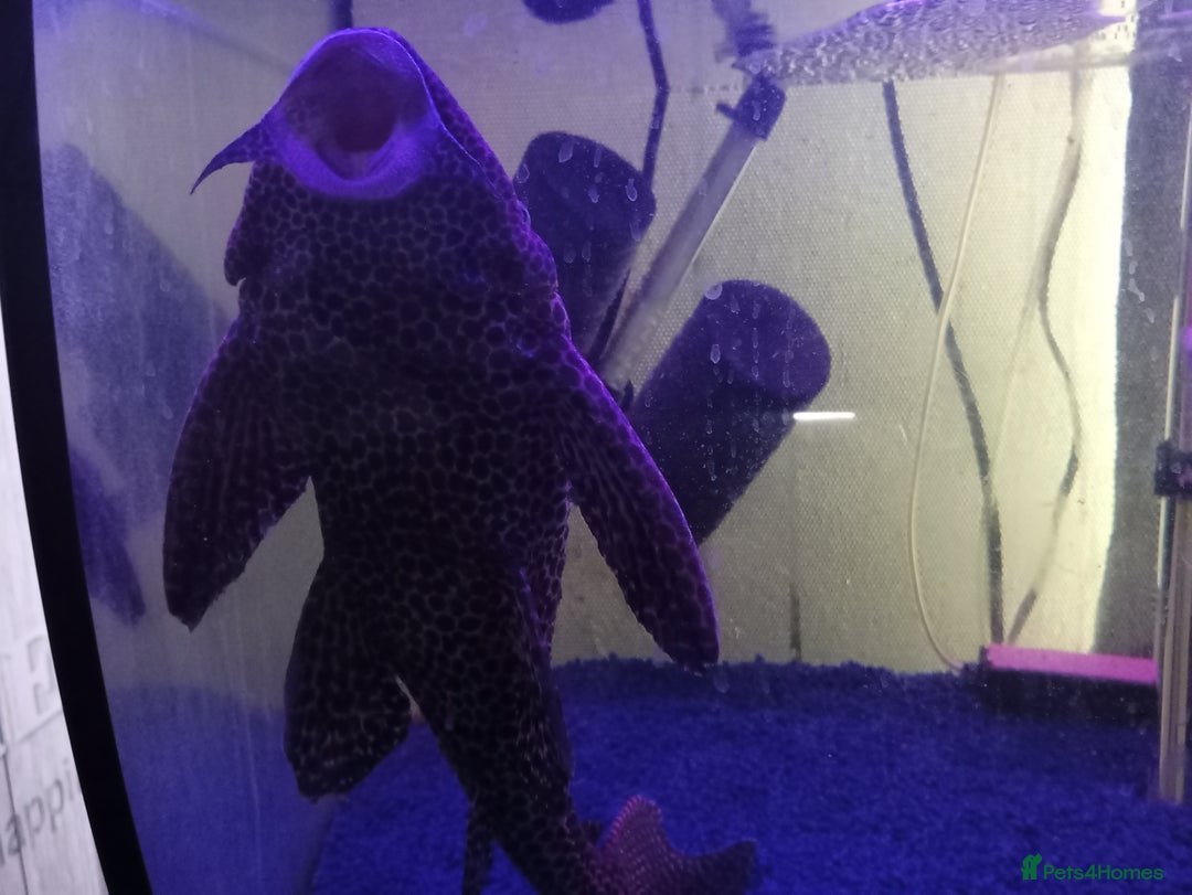 Plecos fish for sale: 2 friendly very large pkecos - Image 4