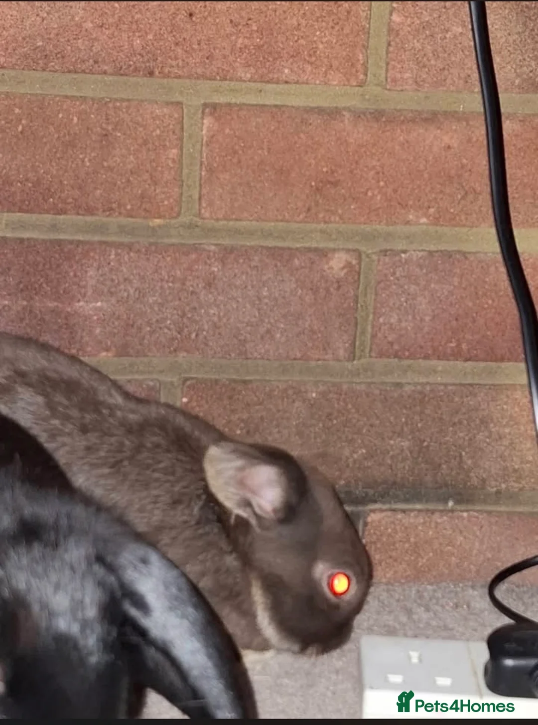 Mini Lop rabbits for sale: Mini lop rabbits  in Southampton - Advert 2