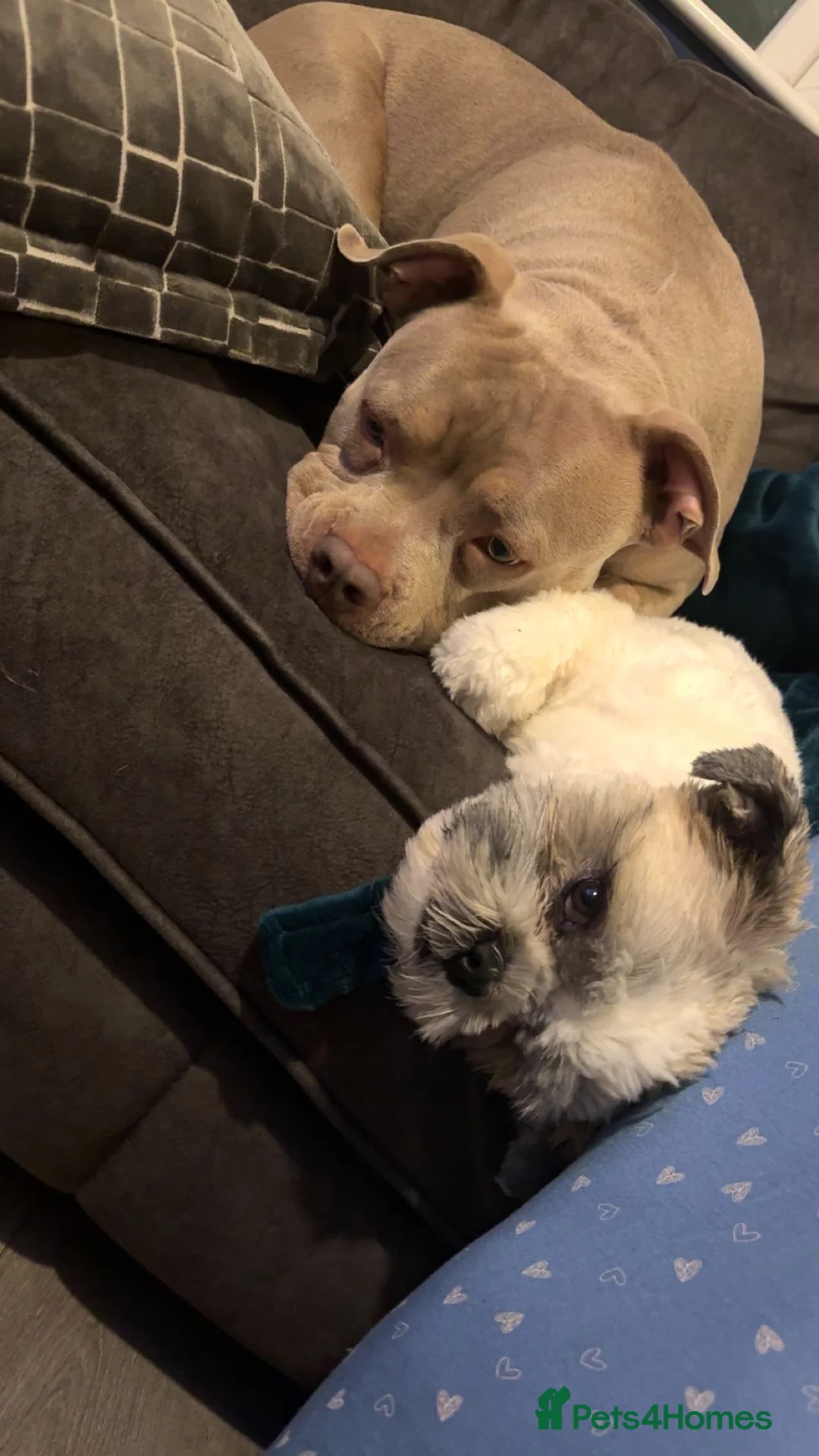 American Bulldog dogs for sale: 1 Year Old Pocket Bully Female  - Advert 4