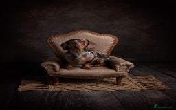 Miniature Dachshund dogs for stud: Romeo the miniature Dachshund  - Image 1