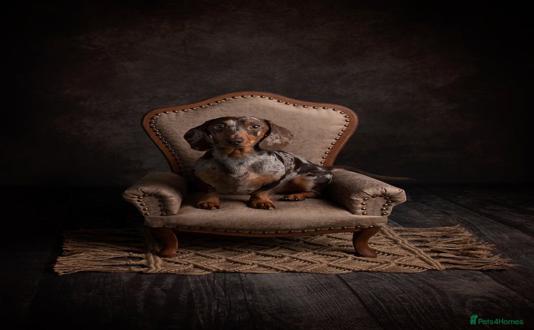 Miniature Dachshund dogs - Advert 8