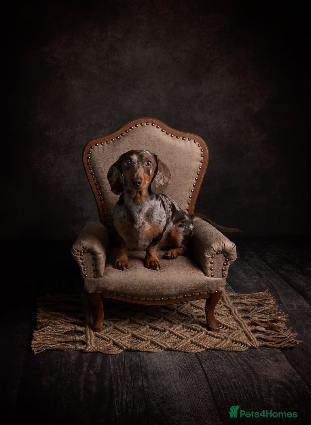 Miniature Dachshund dogs for stud: Romeo the miniature Dachshund  - Image 1
