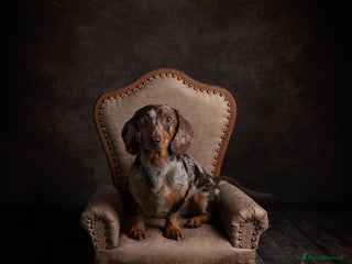 Miniature Dachshund dogs for stud - Advert 1