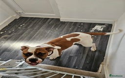 American Bulldog dogs for sale: Female American Bulldog for sale - Image 4