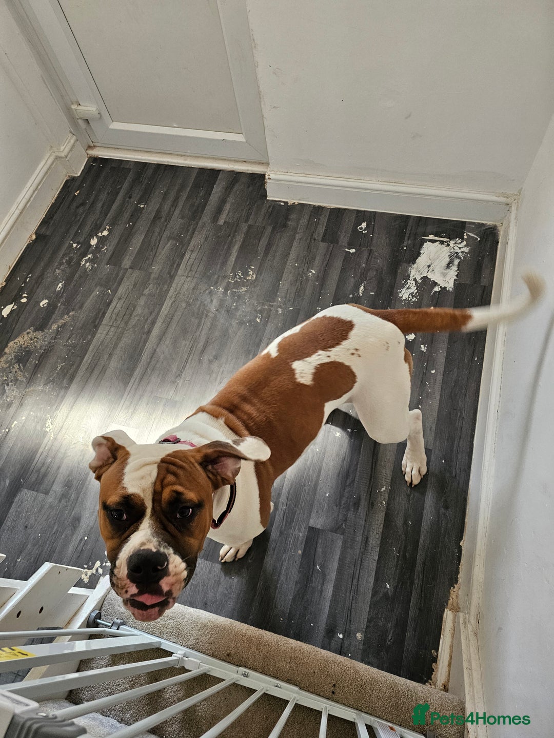 American Bulldog dogs for sale: Female American Bulldog for sale - Image 4