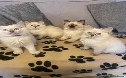 Ragdoll cats for sale: Ragdoll kittens ready now 3 boys 1 girl available  - Image 1