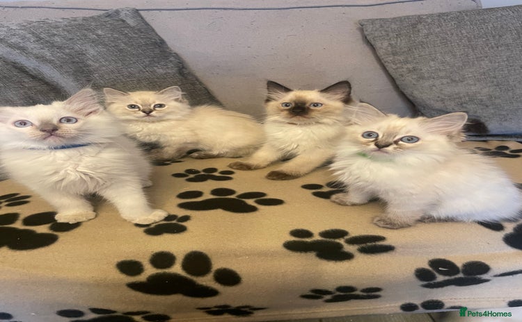 Ragdoll cats - Advert 7