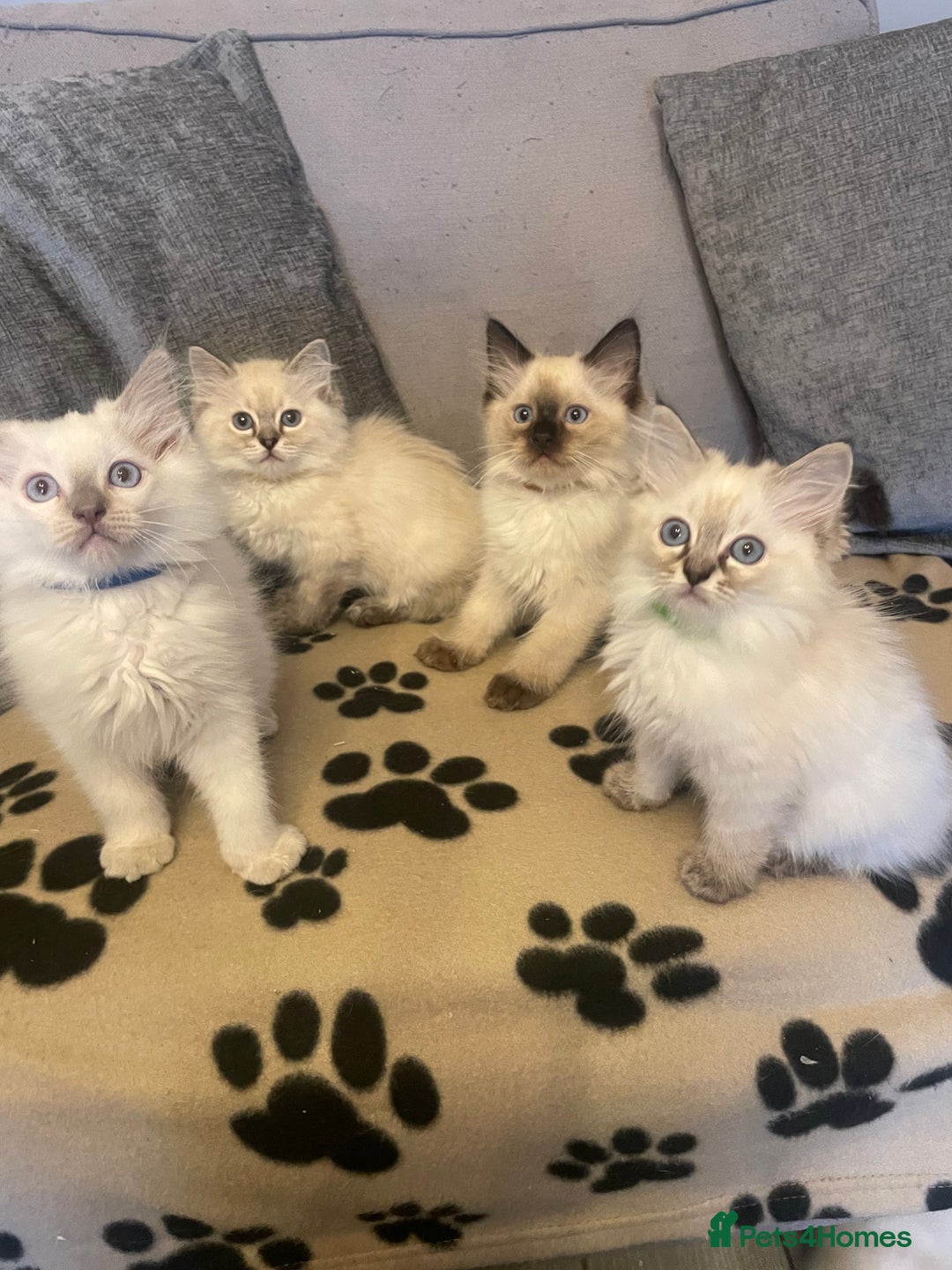 Ragdoll cats for sale: Ragdoll kittens ready now 3 boys 1 girl available  - Image 1