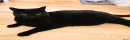 Mixed Breed cats for adoption: Belly Up Butter Cup! - Advert 2