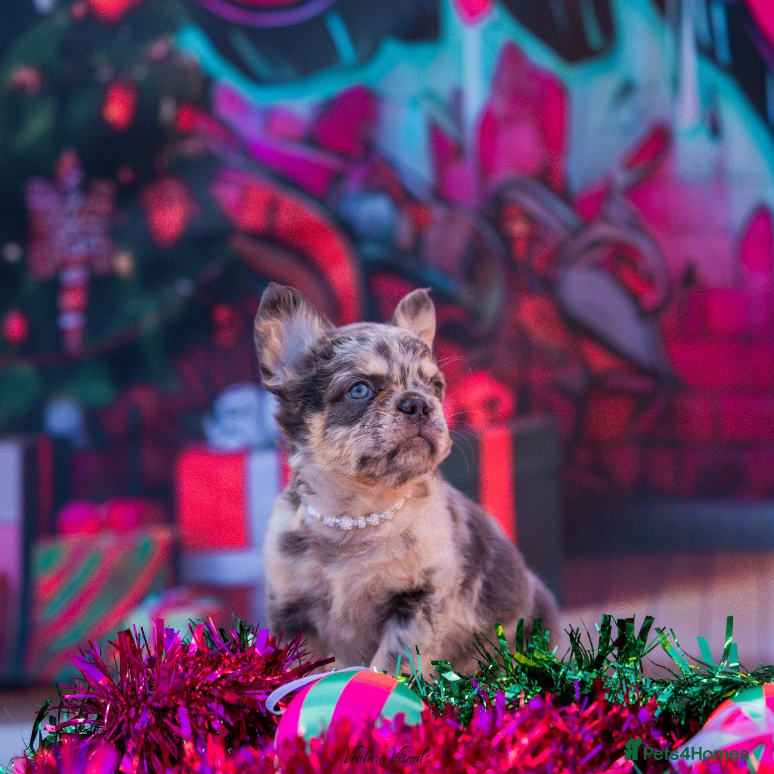 French Bulldog dogs Fluffball frenchies ready for loving homes - Advert 6