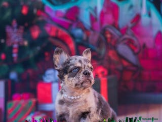 French Bulldog dogs Fluffball frenchies ready for loving homes - Advert 6