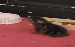 Mixed Breed cats for sale: Playfull kitten for sale - Image 3