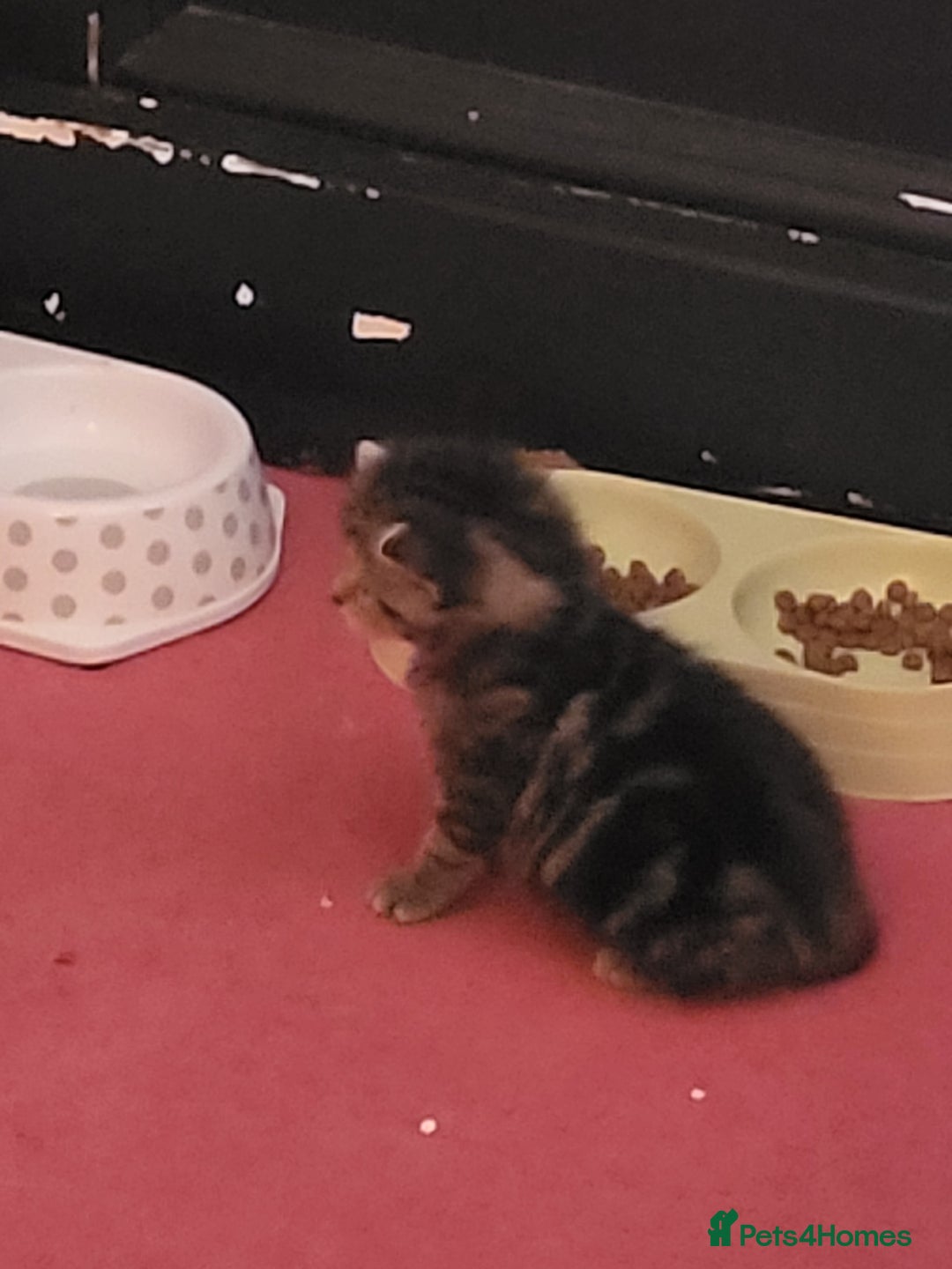 Mixed Breed cats for sale: Playfull kitten for sale - Image 3